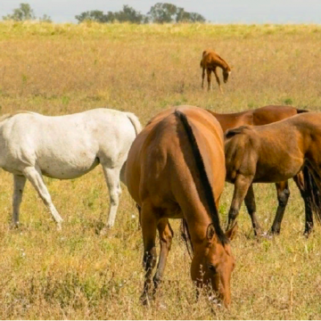 Confirman primer caso de Encefalitis Equina en el Uruguay