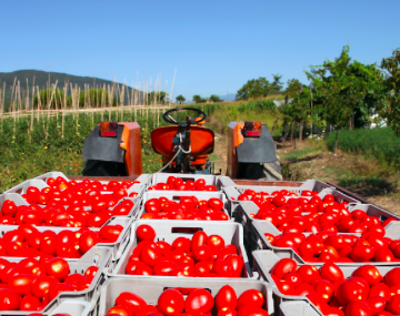 Ministerio habilita importación de tomate