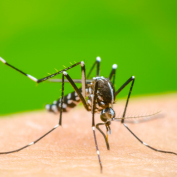 Dengue y Covid en aumento y podrían ir hasta Abril