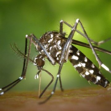 OPS advierte que se espera la peor temporada de dengue