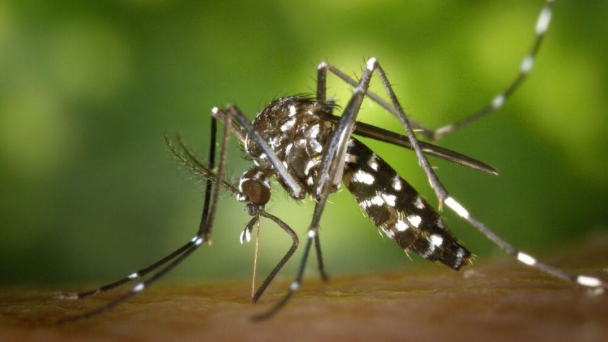 OPS advierte que se espera la peor temporada de dengue