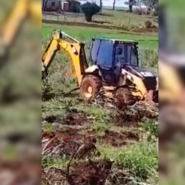 En protesta por bajos precios, yerbateros destruyen área de cultivo