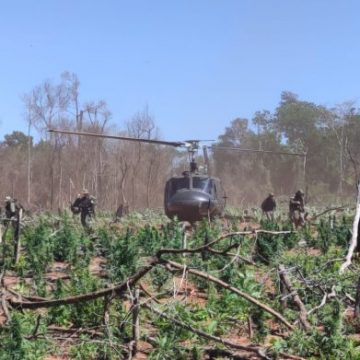 Senad lleva erradicados 7,5 millones de kilos de marihuana desde agosto de 2023